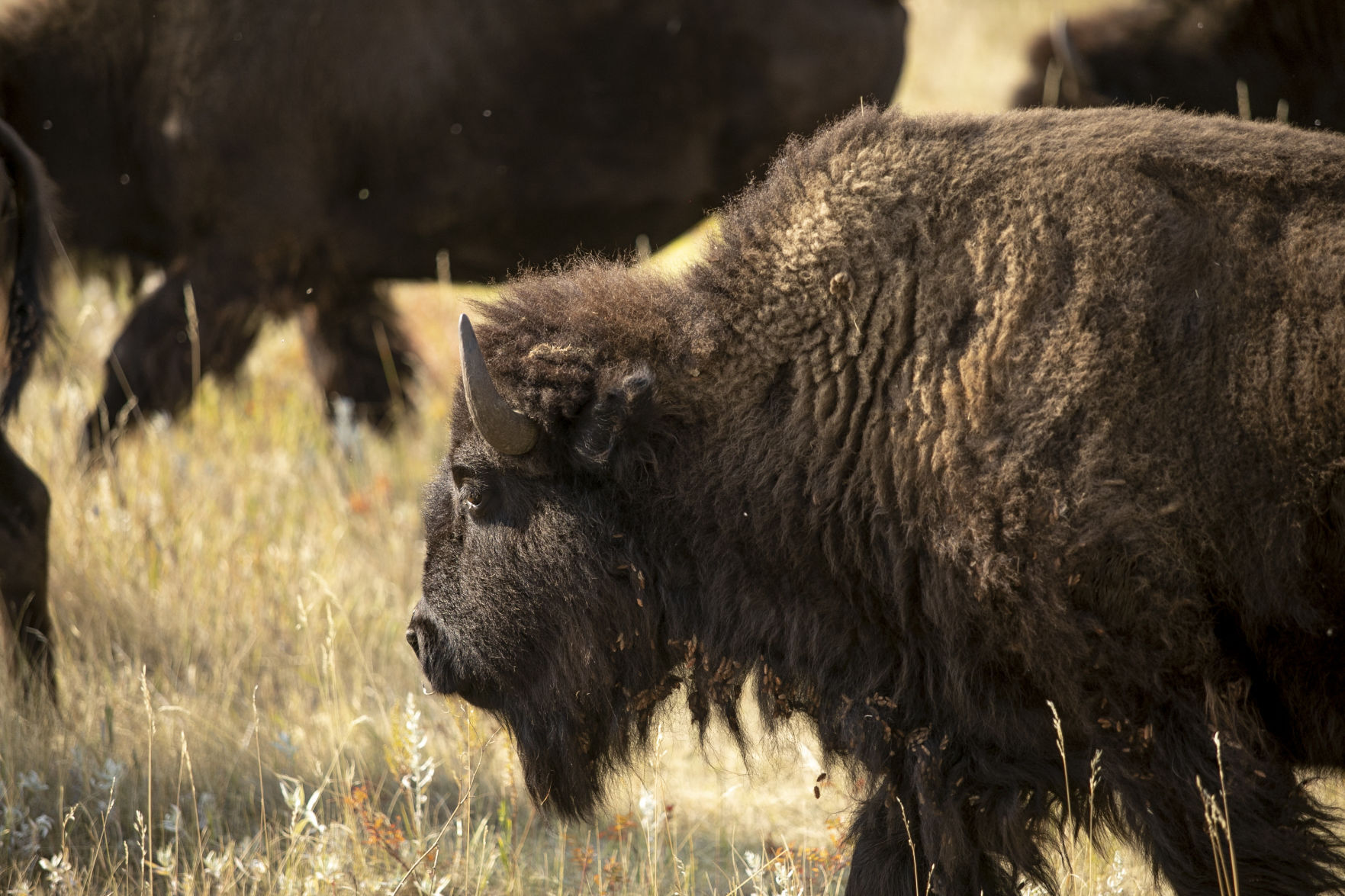 Buffalo Roundup Preview